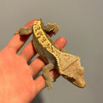 Adult Male Extreme Harlequin Crested Gecko