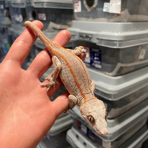 Orange Stripe Sub Adult Female Gargoyle Gecko