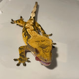 Super High Contrast Dark Base High Coverage Extreme Harlequin Sub Adult Male Crested Gecko
