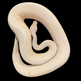 Pastel Champagne Coral Glow Male RTB Ball Python