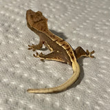 Extreme Harlequin Lilly White Juvenile Crested Gecko