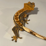 Tri Color Extreme Harlequin Sub Adult Male Crested Gecko