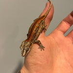 Ultra High End Super Red Stripe Juvenile Gargoyle Gecko