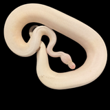 Pastel Champagne Coral Glow Male RTB Ball Python