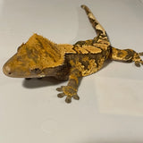 Dark Base High Contrast Extreme Harlequin Sub Adult Male Crested Gecko