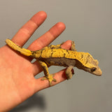 Dark Base High Contrast Extreme Harlequin 50% Het Axanthic Sub Adult Female Crested Gecko
