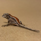 Baby-Juvenile Red Stripe Gargoyle Geckos