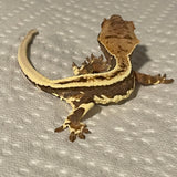 Ultra High End Dark Base Extreme Harlequin Lilly White 50% Het Axanthic Juvenile Crested Gecko