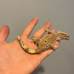 Patternless Dalmatian Sub Adult Male Crested Gecko