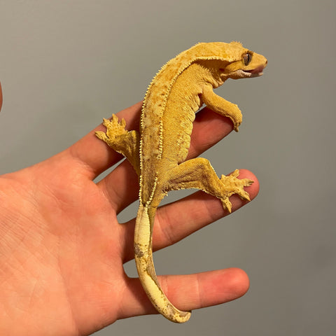 Yellow/Orange High Coverage Extreme Harlequin Sub Adult Female Crested Gecko