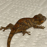Orange/Red Blotch Mosaic Banded Baby Gargoyle Gecko