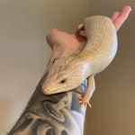 Ivory Northern Blue Tongue Skink Male