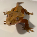 Extreme Red Phantom/Patternless Sub Adult Male Crested Gecko