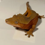 Extreme Red Phantom/Patternless Sub Adult Male Crested Gecko