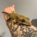 Proven Breeder Sarasinorum Gecko Adult Pair