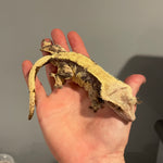 Solid Dorsal Dark Base Extreme Harlequin Proven Breeder Female Crested Gecko