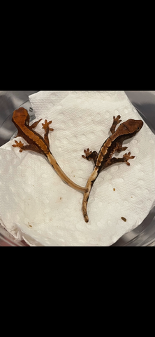 Assorted Morph Baby Crested Gecko 25 Lot Wholesale Group