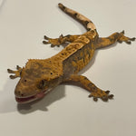 Slate Grey/Blue Base Extreme Harlequin Juvenile Male Crested Gecko