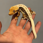 Dark Base Tri Color Lilly White 50% Het Axanthic Sub Adult Male Crested Gecko