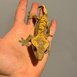 Black Head High Contrast Extreme Harlequin 50% Het Axanthic Sub Adult Male Crested Gecko
