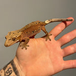 Red Base Patternless Ink Blot Dalmatian Female Sub Adult Crested Gecko