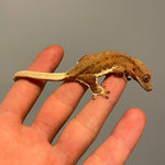 Orange Base Phantom Lilly White 50% Het Axanthic Juvenile Crested Gecko