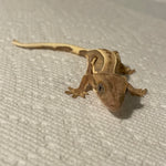 Lilly White Het Empty Back 50% Het Axanthic Baby Crested Gecko
