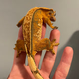 RTB Extreme Tangerine White Wall Adult Female Crested Gecko