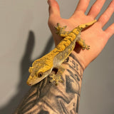 Black Head High Contrast Extreme Harlequin 50% Het Axanthic Sub Adult Male Crested Gecko