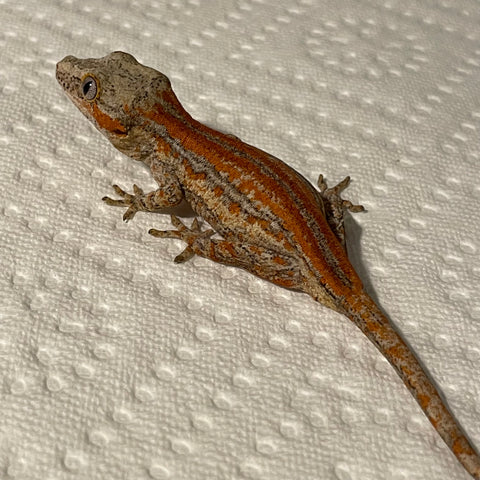 Ultra High End Red Six Stripe Juvenile Gargoyle Gecko