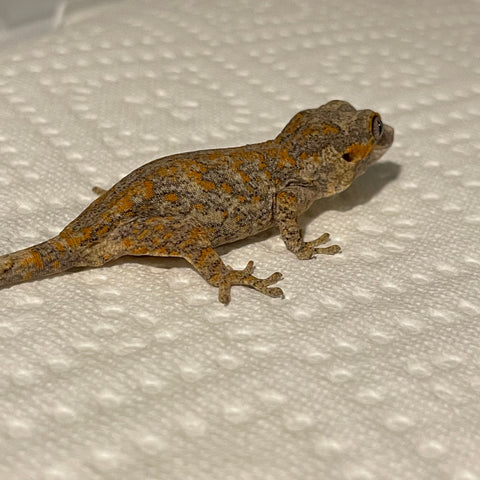 Super Orange Blotch Juvenile Gargoyle Gecko