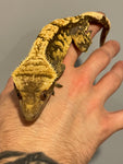 Black Head Dark Base High Contrast Extreme Harlequin 50% Het Axanthic Adult Male Crested Gecko