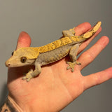 Extreme Harlequin Cold Fusion Line Sub Adult Female Crested Gecko