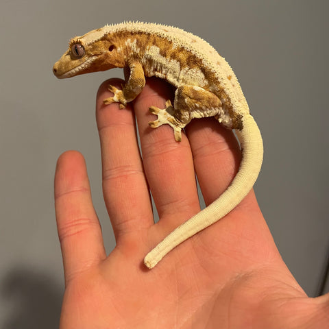 “Dreamsicle” Super Orange Base High White Lilly White Extreme Harlequin Sub Adult Male Crested Gecko