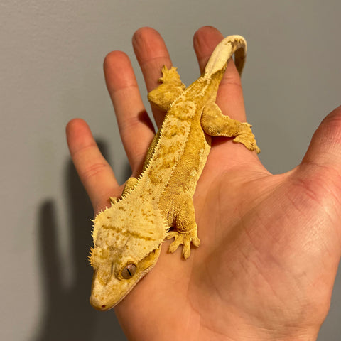 Yellow/Orange High Cream High Coverage Extreme Harlequin Sub Adult Female Crested Gecko