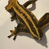***ASST*** Sub Adult-Adult Male Tailless Crested Gecko Super High End Morphs