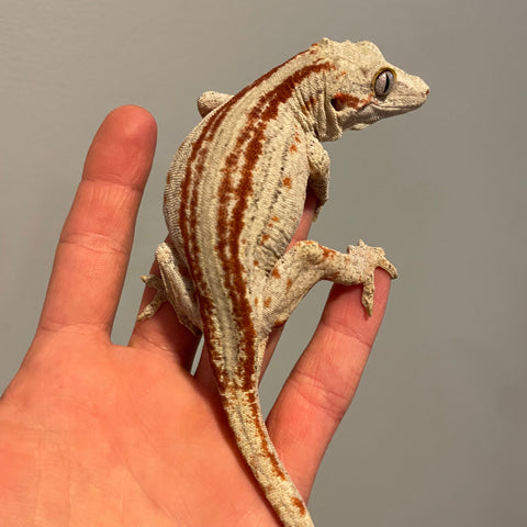 Extreme Red Stripe Sub Adult Female Gargoyle Gecko