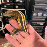 Super Stripe  White Wall Male
