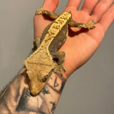 Adult Male Extreme Harlequin Crested Gecko