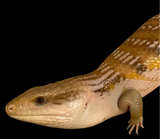 High Color Adult/Sub Adult Northern Blue Tongue Skinks