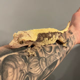 Solid Dorsal Dark Base Extreme Harlequin Proven Breeder Female Crested Gecko