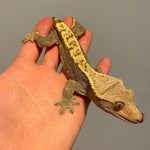 Adult Male Extreme Harlequin Crested Gecko