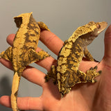 High End Extreme Harlequin Male & Female 50% Het Axanthic Pair Sub Adult/Adult Crested Gecko