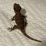 Orange Blotch Mosaic Baby Gargoyle Gecko