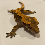 Extreme Dark/Black Base Extreme Harlequin Juvenile Male Crested Gecko