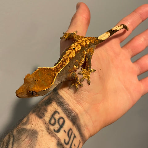 Super Soft Scale Extreme Harlequin Juvenile Female Crested Gecko