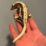 Super Dark Base Sub Adult Female Extreme Harlequin Lilly White Crested Gecko