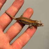 Extreme Red & Orange Six Stripe Baby Gargoyle Gecko