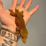 Extreme Red Phantom/Patternless Sub Adult Female Crested Gecko