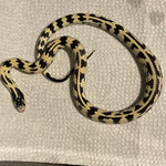 Juvenile Male High White Aberrant California King Snake